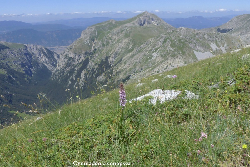 Monte Velino e Monti della Duchessa, le orchidee e la Natura  2024.